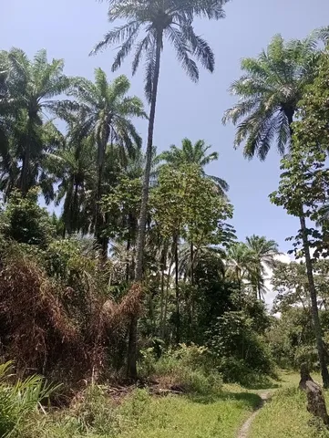 Fazenda de 176 hectares com nascentes em Salinas da Margarida – 2