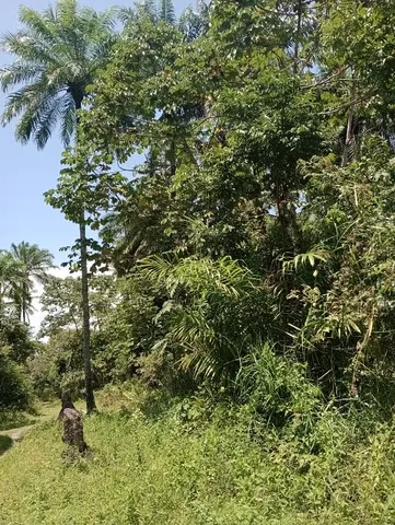 Fazenda de 176 hectares com nascentes em Salinas da Margarida – 4