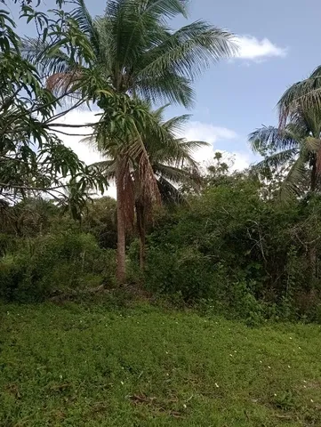 Terreno de 73 hectares com nascentes e lagoa em Salinas da Margarida – 5
