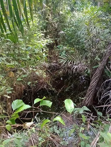 Terreno de 73 hectares com nascentes e lagoa em Salinas da Margarida – 4