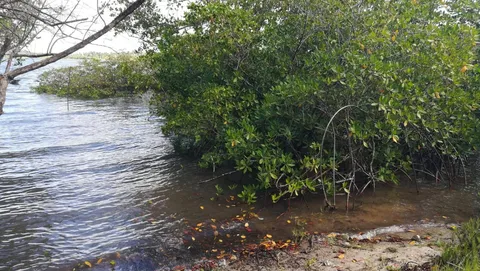 Terreno de 26.000 m² à beira-mar em Pirajuía, Jaguaripe – 5